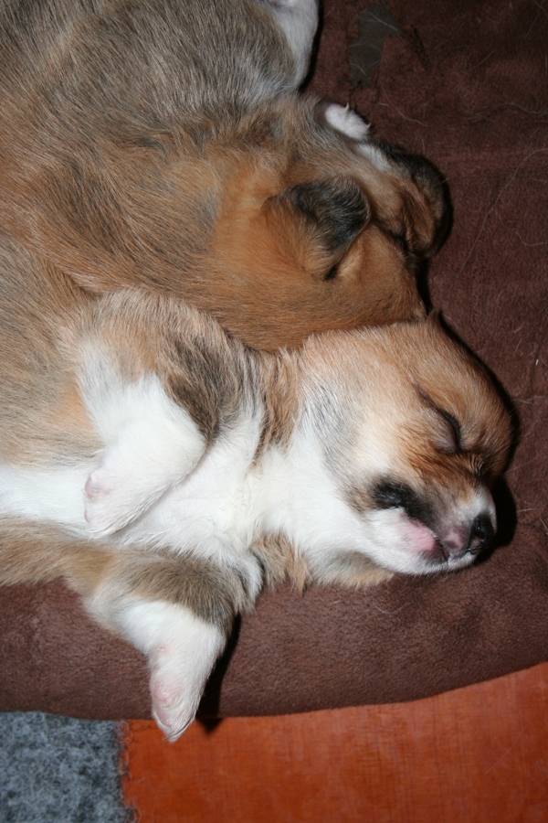 Puppies